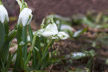 white snowdrop blooms in the spring in the garden