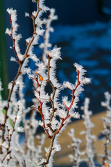 Frozen branches , beautiful winter.