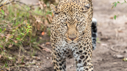 Léopard - Masaï Mara Kenya