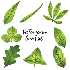 Leaves of different shapes. A vector illustration. Set of bright green leaves