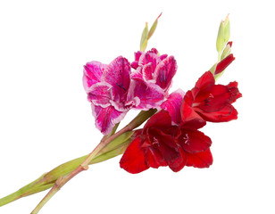 beautiful bright gladiolus flower isolated on the white