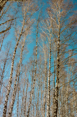 trees without leaves against a blue sky