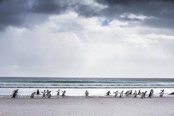 Fototapeta premium gentoo penguin (Pygoscelis papua)