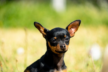 A black chihuahua