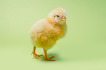 Image of a newborn fluffy fledgling chicken.