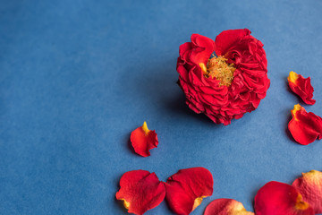 Red rose isolated on blue background. Fresh floral concept