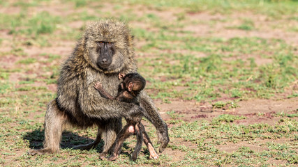 Singe - Masaï Mara Kenya
