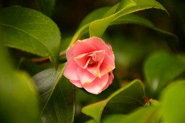 Primer plano de flor rosa con hojas verdes de fondo