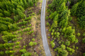 a forest path in a needle forest from above