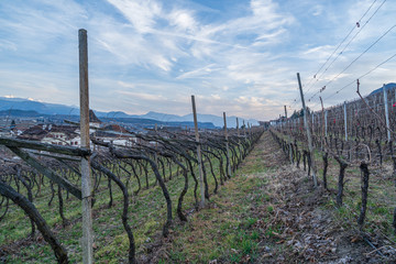 Fototapeta na wymiar Vineyards in Eppan, south Tyrol, Italy, Europe.