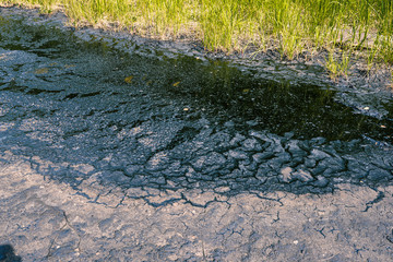 Spilled fuel oil in the forest. Pollution of nature by oil and toxic chemicals.
