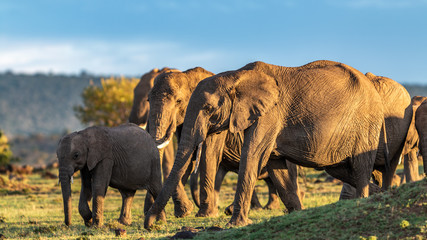 Fototapeta na wymiar Elephant - Masaï Mara Kenya