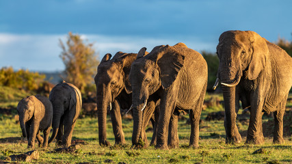 Elephant - Masaï Mara Kenya