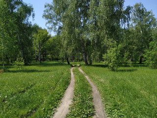 Fototapeta na wymiar Road in the green forest. Rural Russia