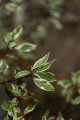 Obraz premium Branch of ficus benjamina with variegated leaves, selective focus, copy space. Motley background of green leaves with white spots on the branches of ficus Veniamin growing in the room