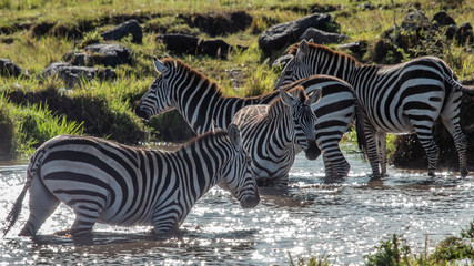 Fototapeta na wymiar Zebre - Masaï Mara Kenya