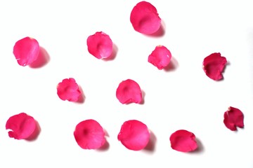 Blurred  many sweet red rose corollas on white isolated background and colorful flora details