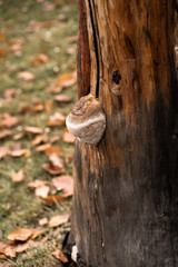 Tree trunk. Mushroom on the tree. Tree bark. Close-up. Side view. Tree trunk isolated. This has a clipping path. Tree trunk in a green forest. Forest landscape with old massive trees and mossy stones