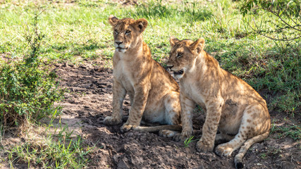 Naklejka na ściany i meble Lions - Masaï Mara Kenya