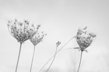 Baskets of flowering grass on thin stems on a light background. Black and white version.