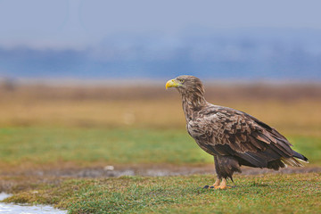 White tailed eagle, haliaeetus albicilla, Europe nature