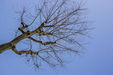 Below bottom view of branches of a tree top with no leaf. Clear, bright blue sky. Huge, strong, high, alone one old tree in scenic nature view.