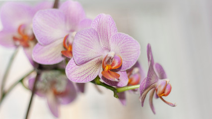 The orchid is pale pink with lilac streaks and an orange center.