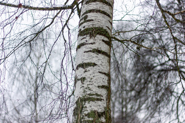 Birch trunk with stripes of green moss on a blurry and foggy background of thin branches.