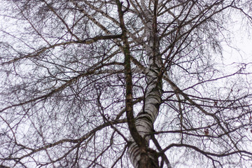 Birch trunk with stripes of green moss and curved branches.