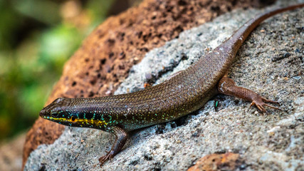 Lézard - Masaï Mara Kenya