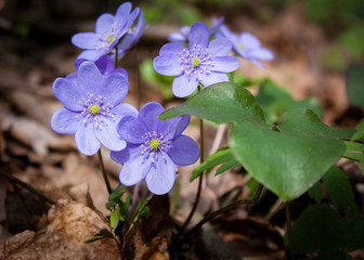 The first forest flowers are blue snowdrops, touching and delicate, the Latin name is Hepática.