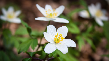 The first forest flowers are white anemones, touching and delicate.