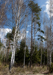 Spring landscape. Forest lit by the sun against a bright blue sky with white clouds.