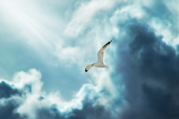 White Seagull Flying Through Sunshine and Clouds
