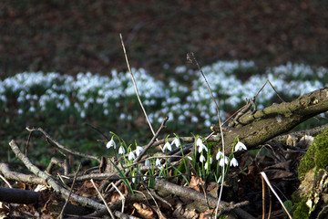 Snowdrops spring flowers in the forest.