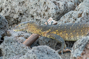 Varan - Masaï Mara Kenya