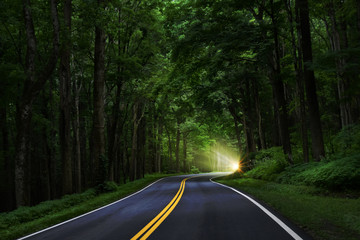 Dark Asphalt Road Winding through Lush Green Forest with Sunshine Peaking Through