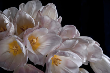 tulips with pink petals on a dark background