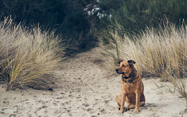 Beach Dog