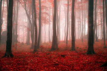 Nebliger Morgen im roten Wald © Piotr Krzeslak