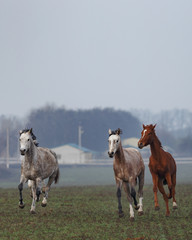 young horses graze in the field