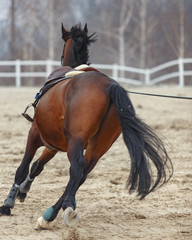 A frisky horse gallops on the back