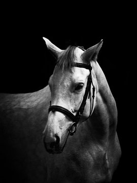 The horse's head on a dark background. Black white image