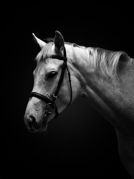The horse's head on a dark background. Black white image