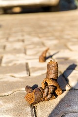 Excrement dog on floor. Shit on the street. Shit of dog on the street pavement. Concept of picking up dog waste shit, cleaning city urban environment