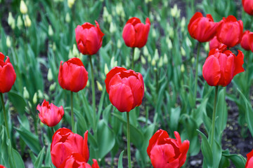 red tulips in the garden
