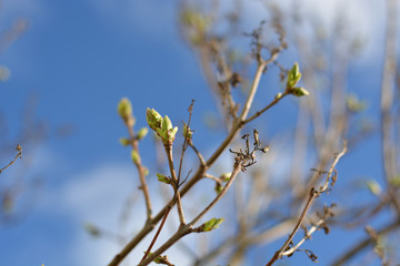 Buds on a tree in spring on a sunny day