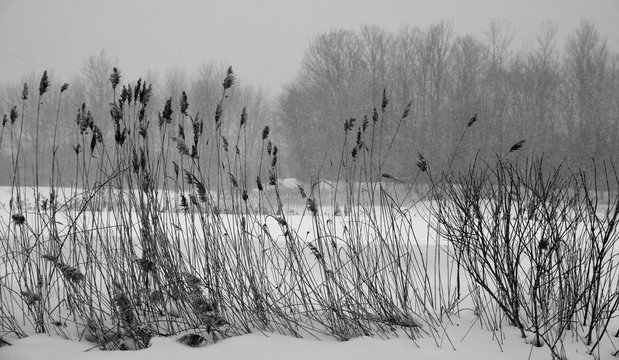Winter landscape Glyceria maxima, also known as Great Manna Grass, Reed Mannagrass, and Reed Sweet-grass, growing near the water