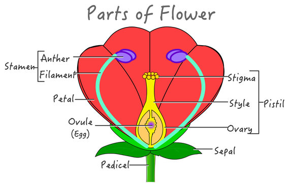 Flower parts diagram.  Explanations. Red, green yellow purple flowers components structure. Plant pollination reproduction system anatomy Flowering plants. Biology botanical illustration School Vector