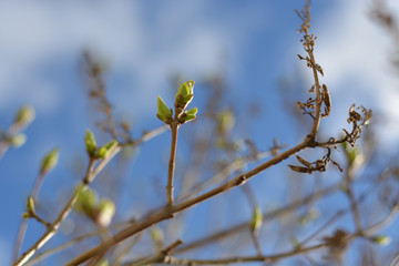Buds on a tree in spring on a sunny day